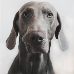 Meet your Posher, Judith